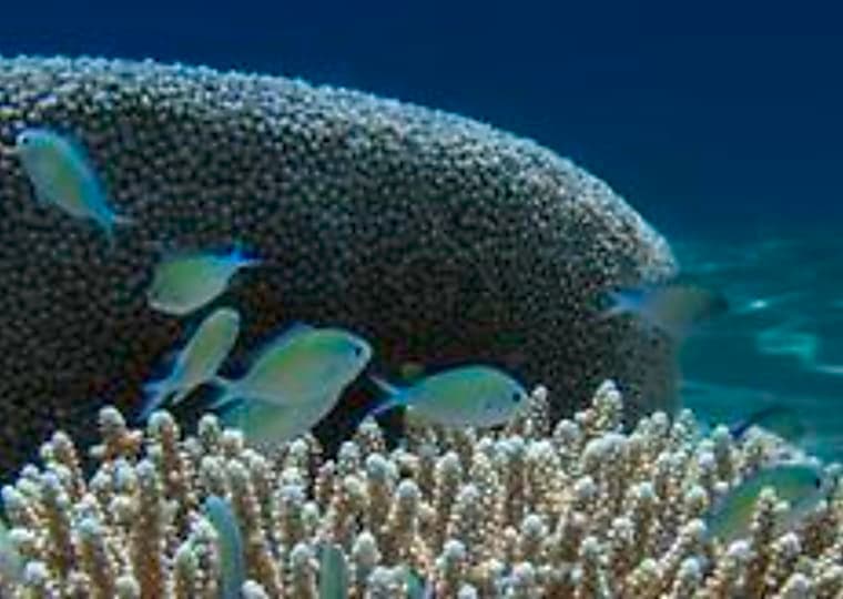 Artificial Night Lighting Is Becoming a Serious Threat to Coastal Reef Life