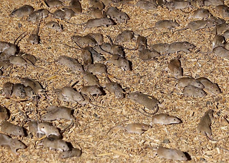 Wheat field in the Murray‑Darling basin showing mouse damage and bait stations set up by farmers